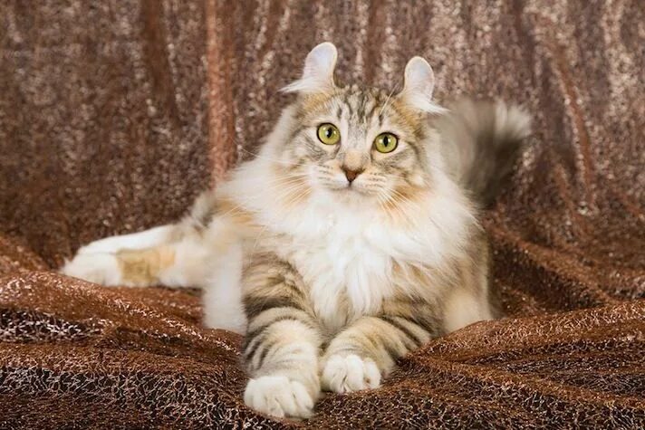 Керла кошка фото 20 Fun Facts You Didn't Know About American Curl Cats Cat breeds, American curl,