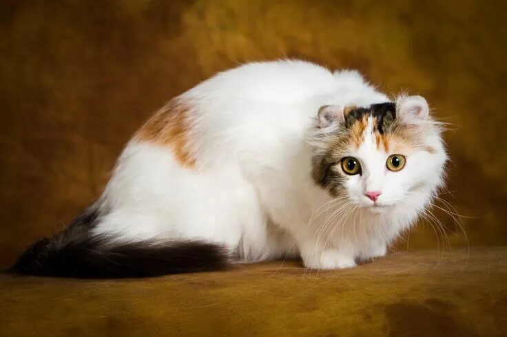 Керла кошка фото American Curl - Most Affectionate Cat Breeds Cat breeds, American curl, Cute cat