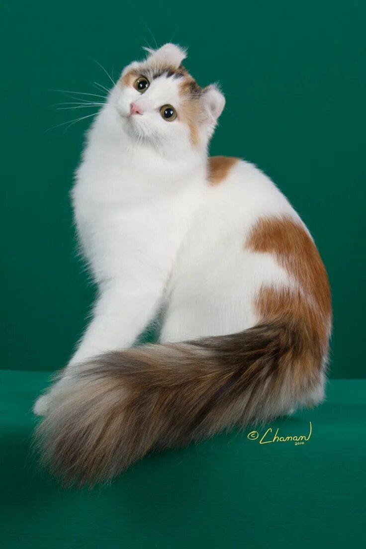 Керла кошка фото American Curl Cat breeds, Beautiful cats, Cats