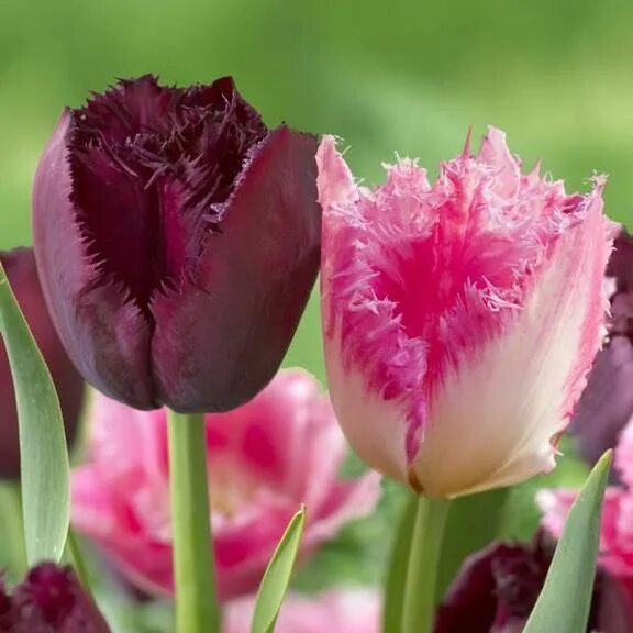 Керли сью тюльпан фото Лале колекция розови ресни и лилави къдрици - Tulip mix pink and violet fringed 