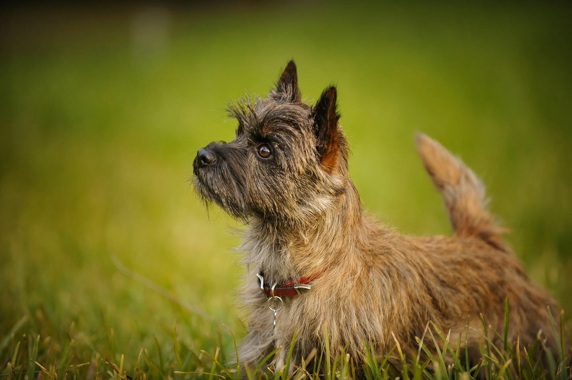 Керн терьер фото цена щенки Terrier Dogs That Dont Shed Online www.ulthera.ru