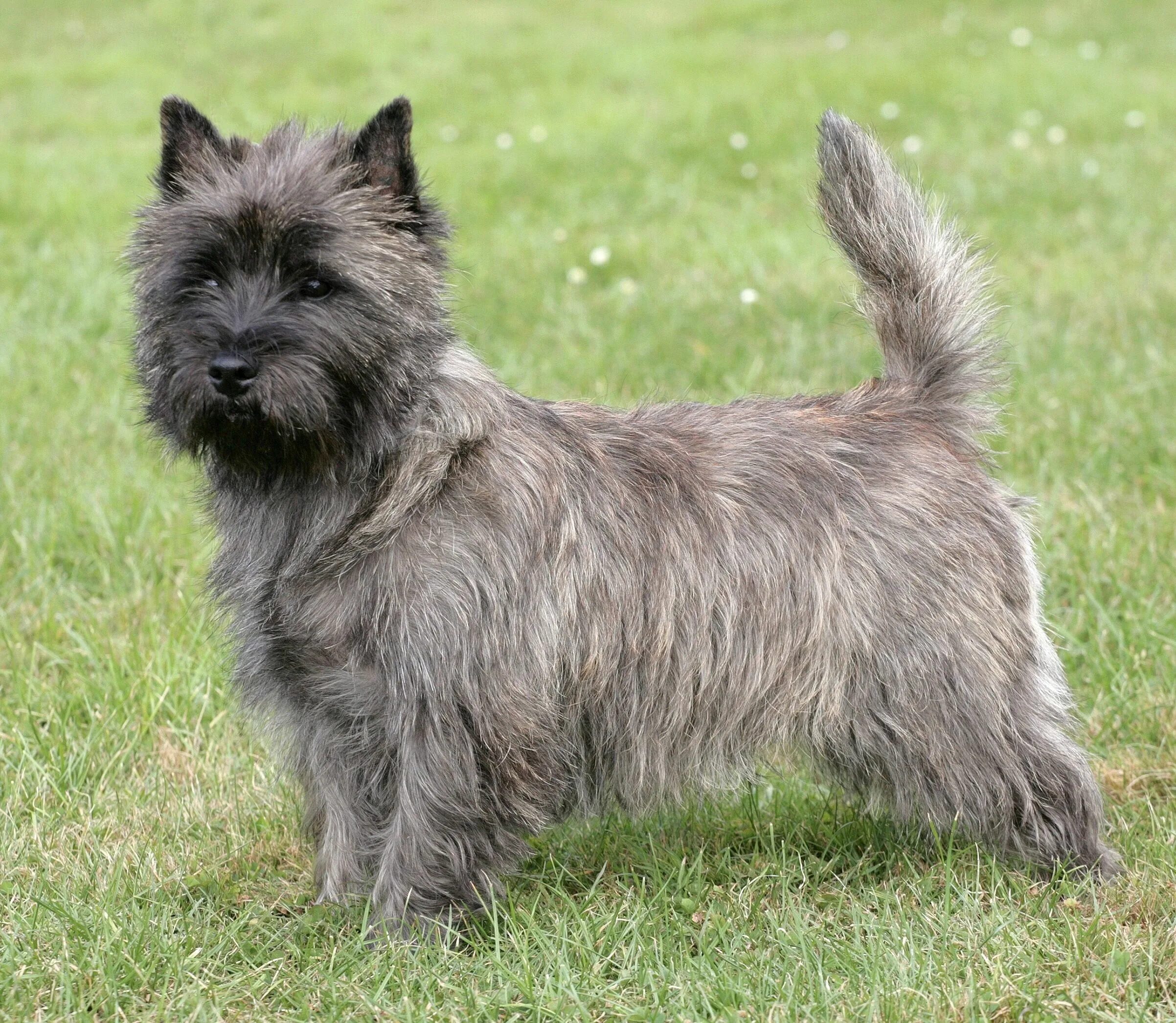 Керн терьер фото цена щенки Pin by Martha Watson on Cairn Crazy! Cairn terrier, Dog breeds, Terrier