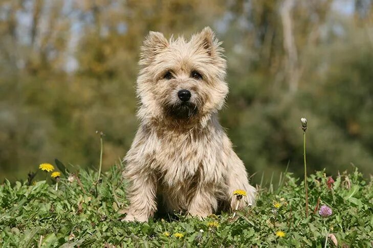 Керн терьер фото цена щенки Cairn Terrier Dog Breed Information