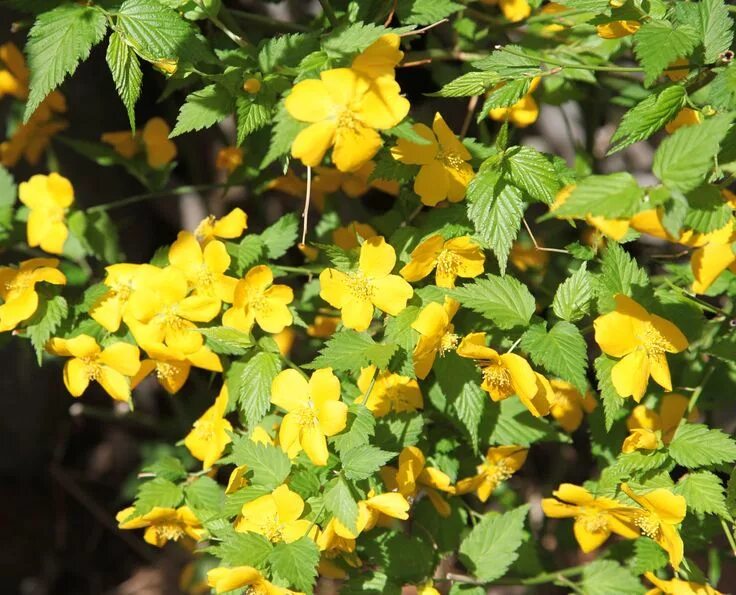 Керрия кустарник с желтыми цветами фото Kerria Japonica (Japanese Rose) Bushes and shrubs, Shade shrubs, Flowers perenni