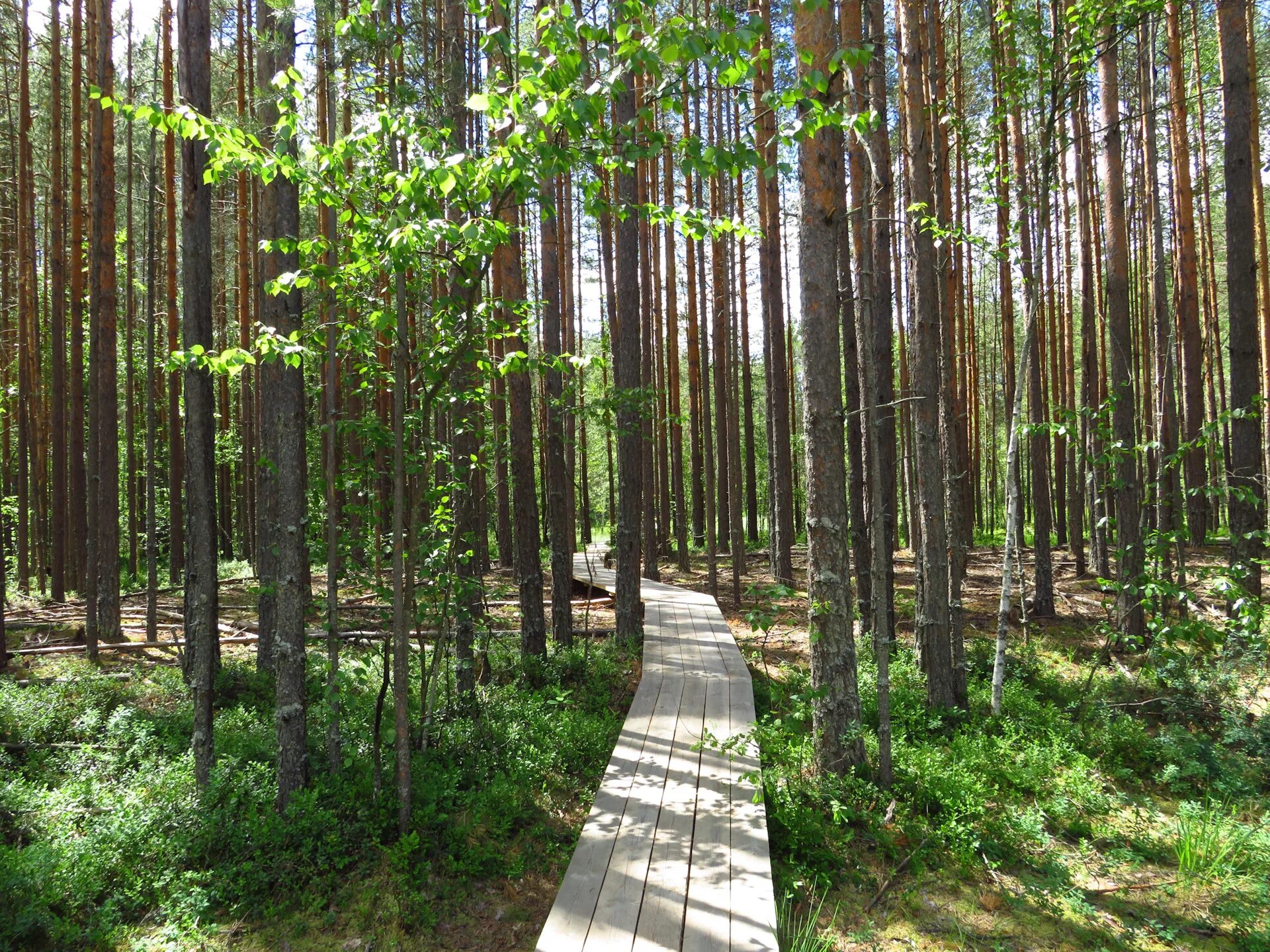 Керженский заповедник фото Выходные под Нижним Новгородом. Керженский заповедник - пешком, Лысково - бегом.