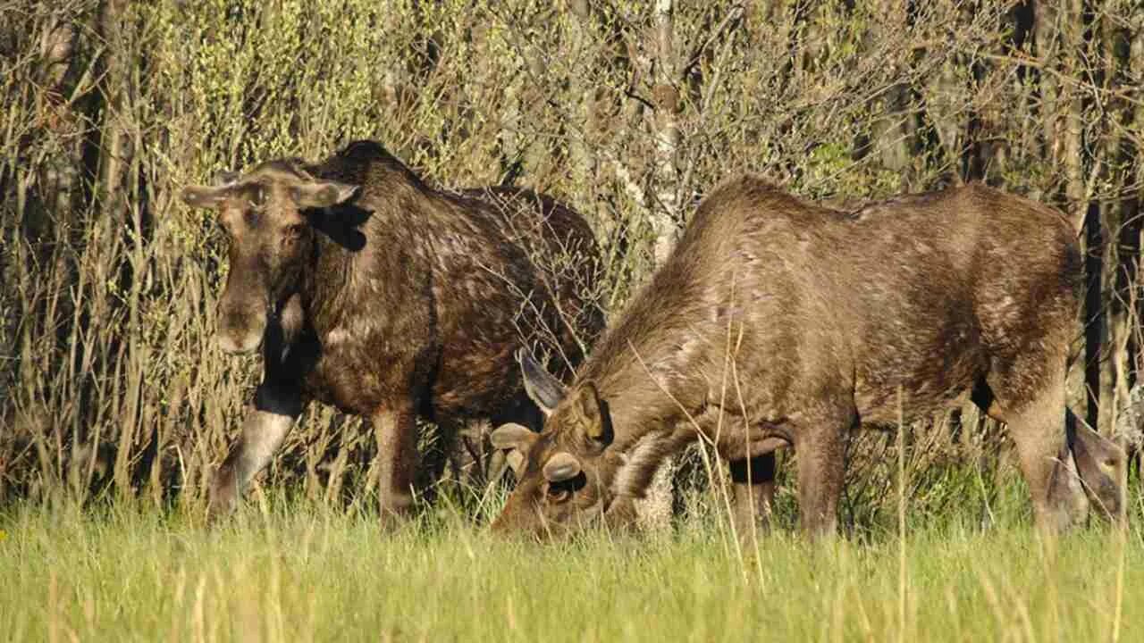 Керженский заповедник фото Экскурсия в Керженский заповедник из Нижнего Новгорода ЭГНА