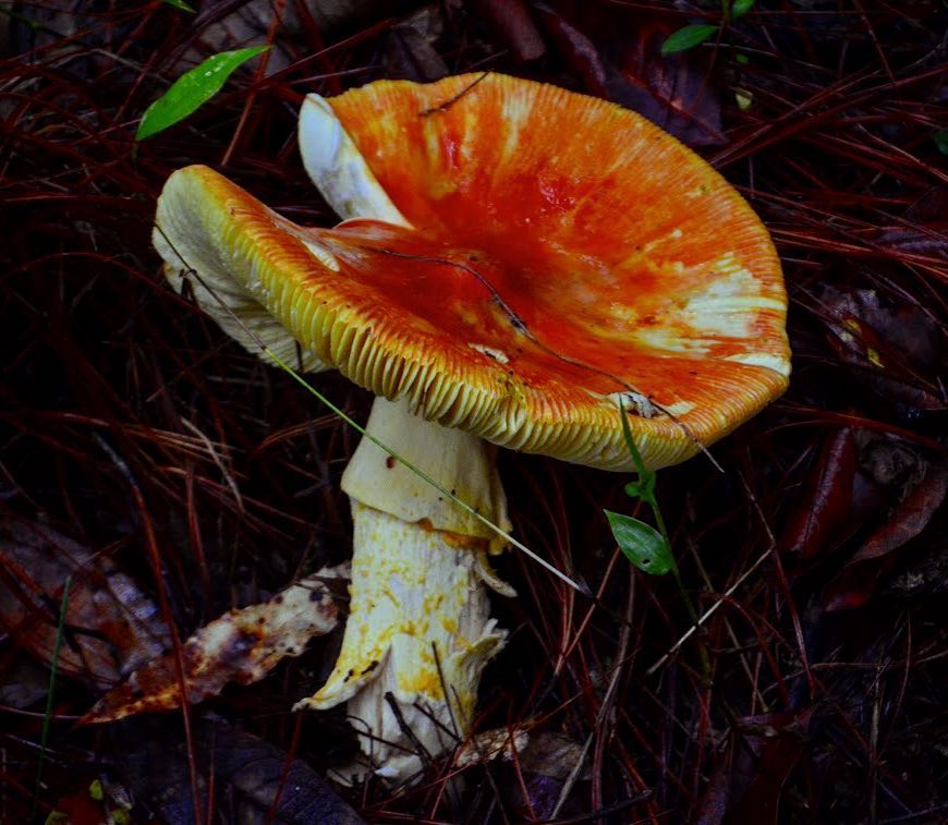 Кесарев гриб фото Цезарский гриб (Amanita caesarea): описание, где растет, как отличить, фото и сх