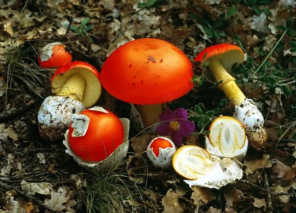 Кесарев гриб фото Cesar mushroom (Cesarean mushroom, Caesar's fly agaric) - Amanita caesarea. Incl