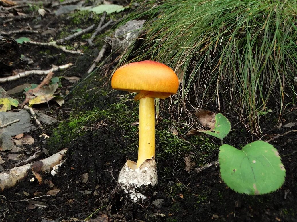 Кесарев гриб фото Цезарский гриб дальневосточный(Amanita caesareoides).