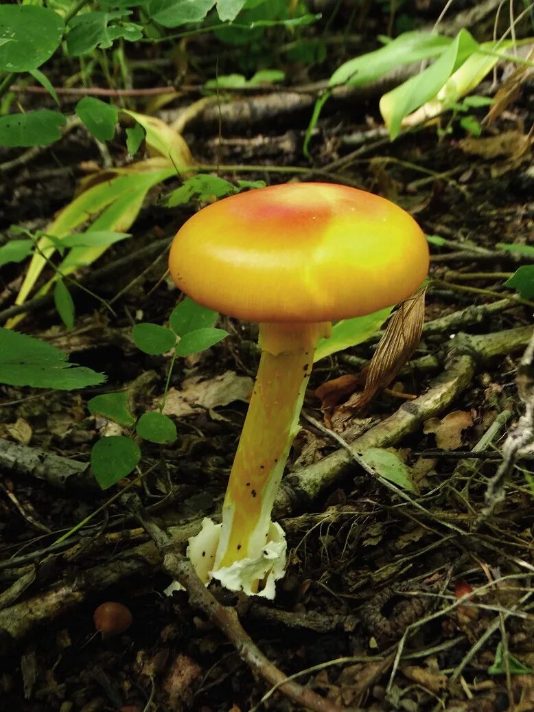 Кесарев гриб фото Цезарский гриб дальневосточный(Amanita caesareoides).