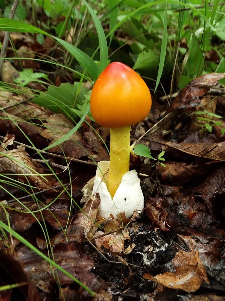 Кесарев гриб фото Цезарский гриб дальневосточный(Amanita caesareoides).