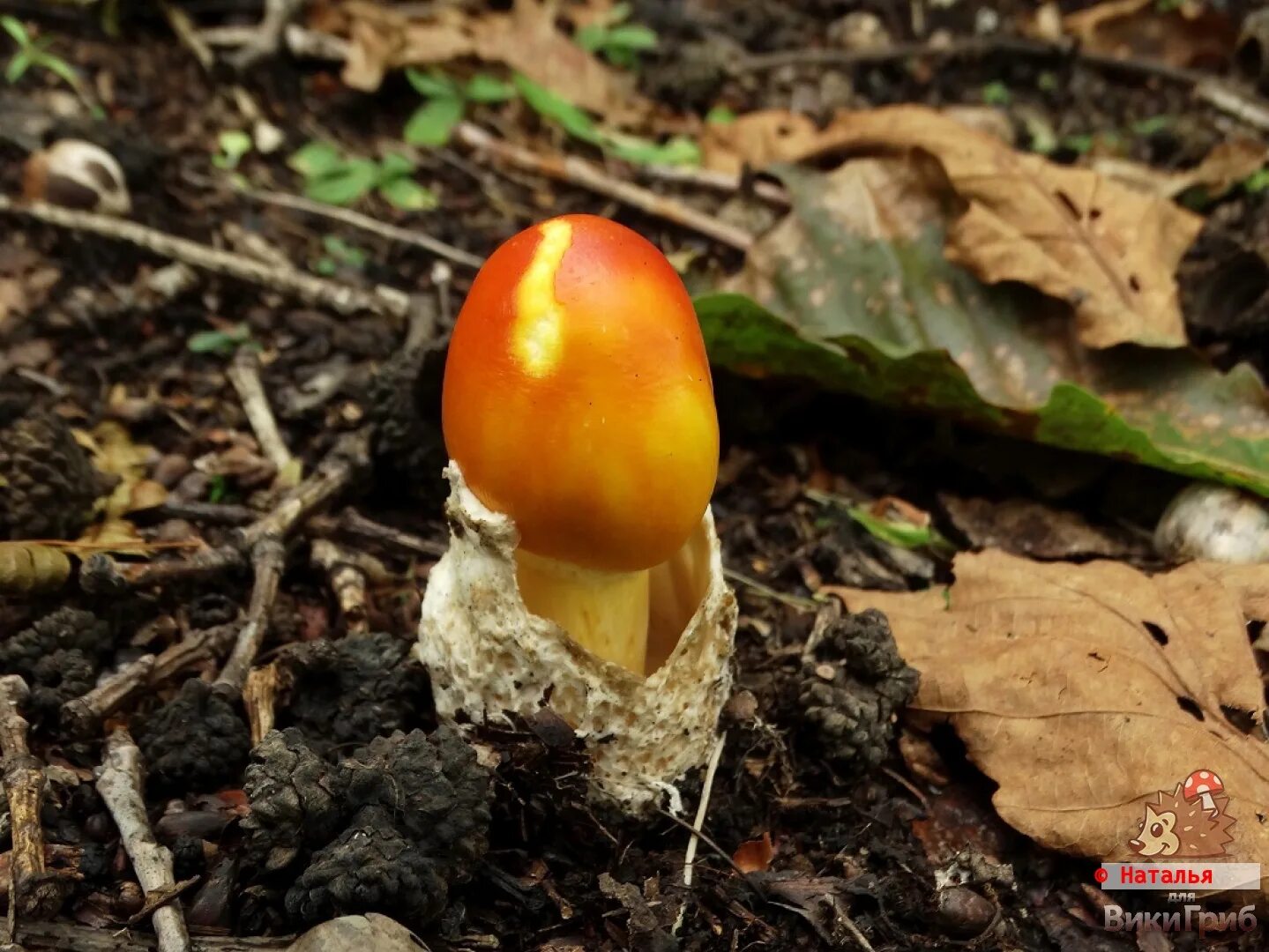 Кесарев гриб фото Цезарский гриб дальневосточный (Amanita caesareoides) фото и описание