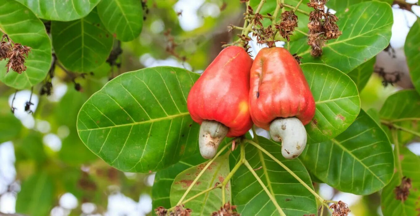 Кешью дерево фото Comidas - Sonhar com - Significado dos Sonhos Types of fruit, Cashew nut tree, F