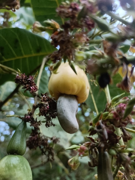 Кешью дерево фото Premium Photo A cashew tree with a yellow nut hanging from it