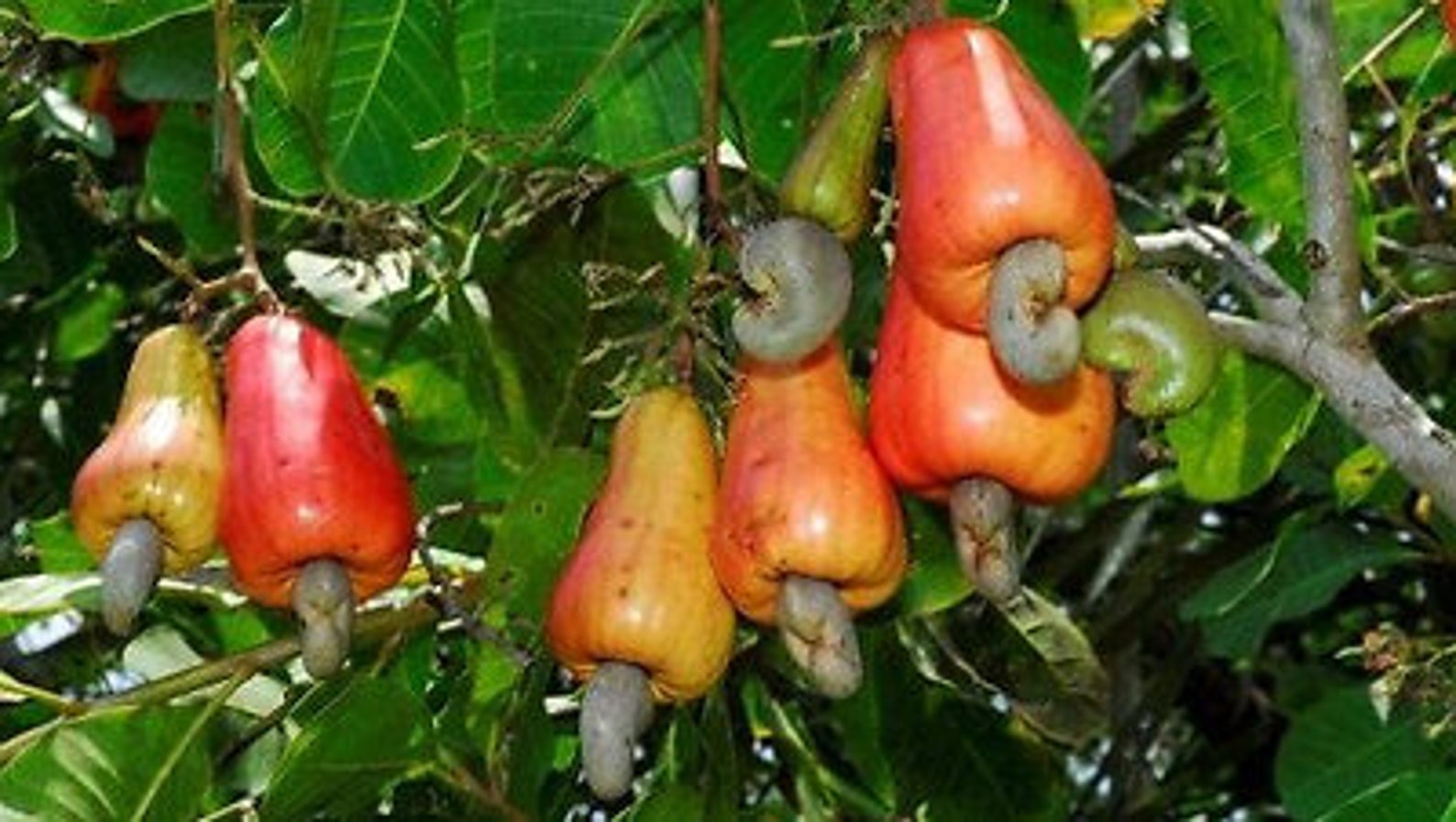 Кешью дерево фото Cashew Nut Fruit Seeds Fresh Ceylon Cashew Nut Fruit Seeds 37F