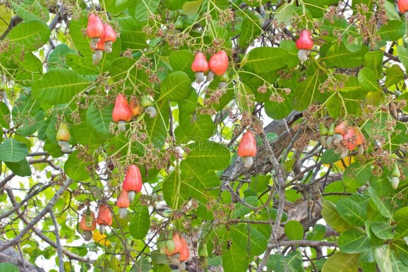 Кешью дерево фото Cashew Nuts Growing on a Tree Stock Photo - Image of farming, branch: 39558702