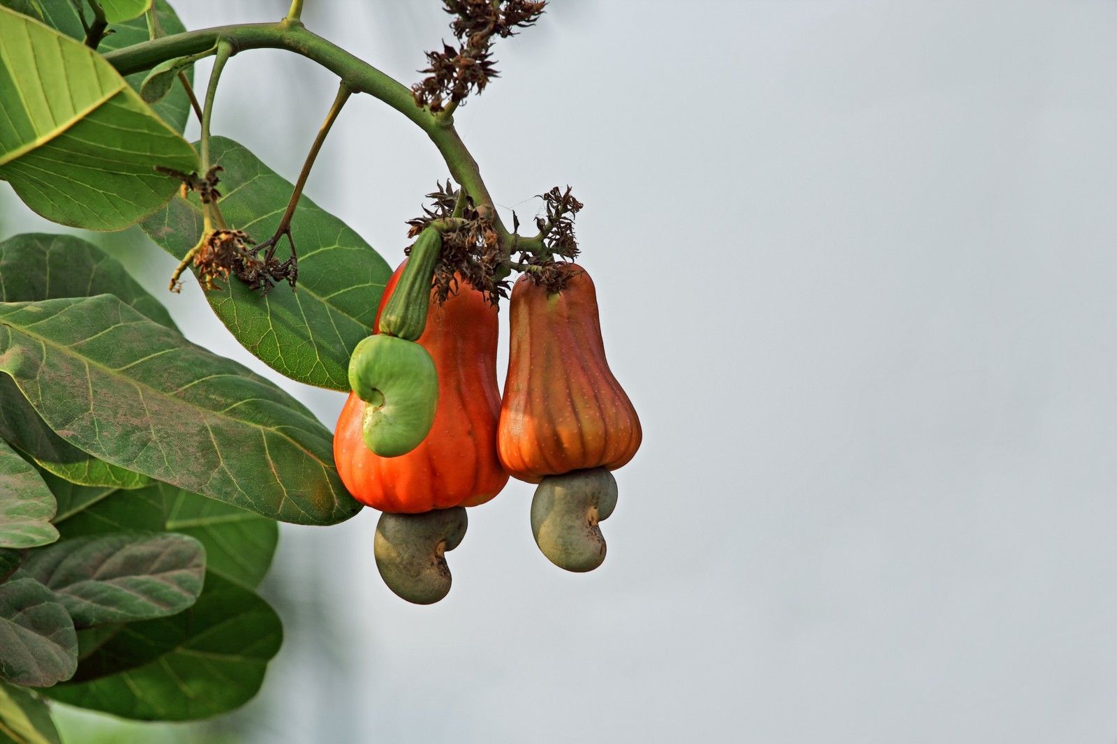 Кешью дерево фото Pin by Denise Stiller on Stuff I like Cashews growing, Vegetables, Yummy snacks