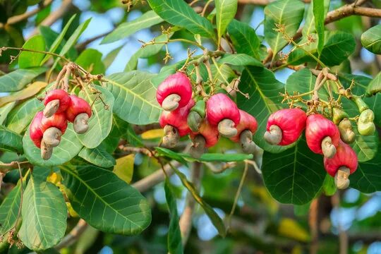 Кешью дерево фото "Cashew Apple" Зображення - огляд 137,265 Стокові фото, векторні зображення й ві