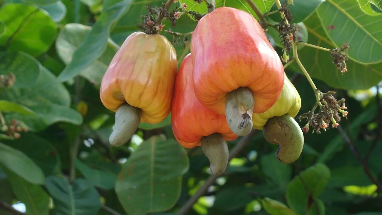 Кешью дерево фото Agriculture: Nigeria set to host 16th Cashew Alliance Conference - YouTube