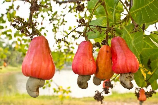 Кешью дерево фото Cashew Tree Зображення - огляд 198,101 Стокові фото, векторні зображення й відео