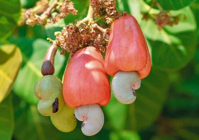 Кешью дерево фото Похожее изображение Cashew, Cashew tree, Fruit