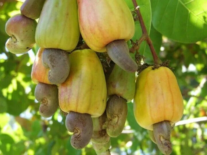 Кешью дерево фото Chashew fruits Cashew, Exotic fruit, Fruit