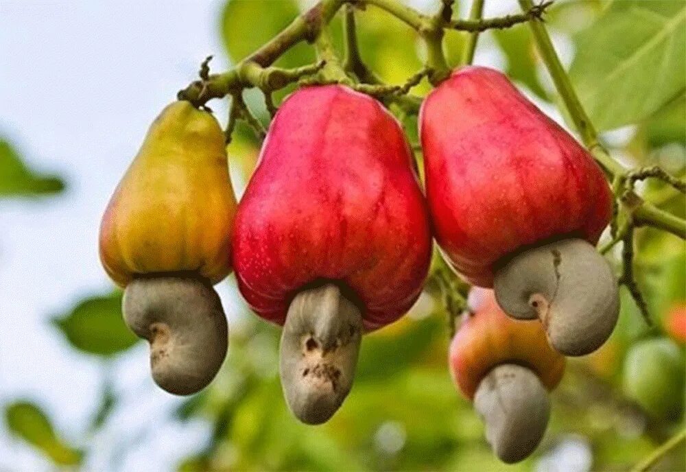 Кешью промышленная ул 11а фото Organic Heirloom Edible Fruit Tree 5 Cashew Nut Seeds Anacardium Occidentale eBa