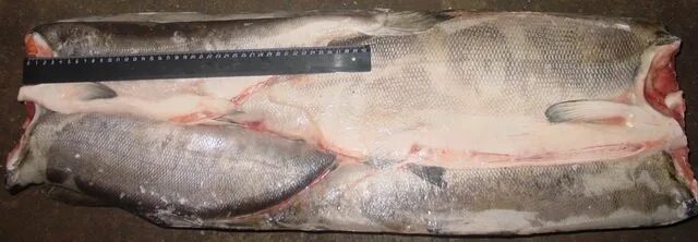 Кета рыба фото в разрезе Frozen Chum Salmon,Russian Federation price supplier - 21food