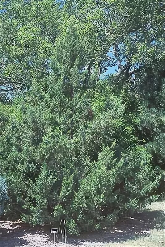 Кетелери можжевельник описание и фото Eastern Red Cedar, Pencil Cedar, Virginia Juniper, Red Juniper 6B5