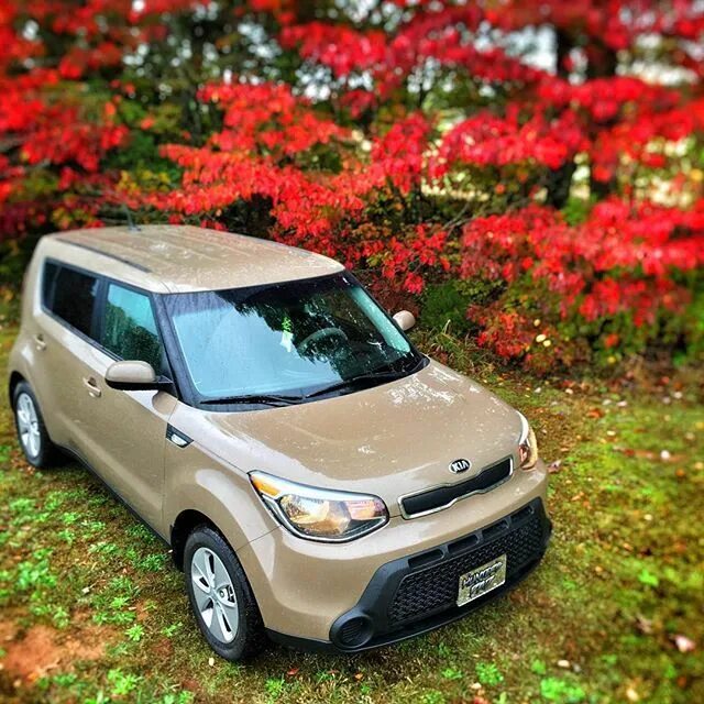 Киа сула фото Love is in bloom with Latte Soul and pretty red flowers. Kia, Kia soul, Ford fle