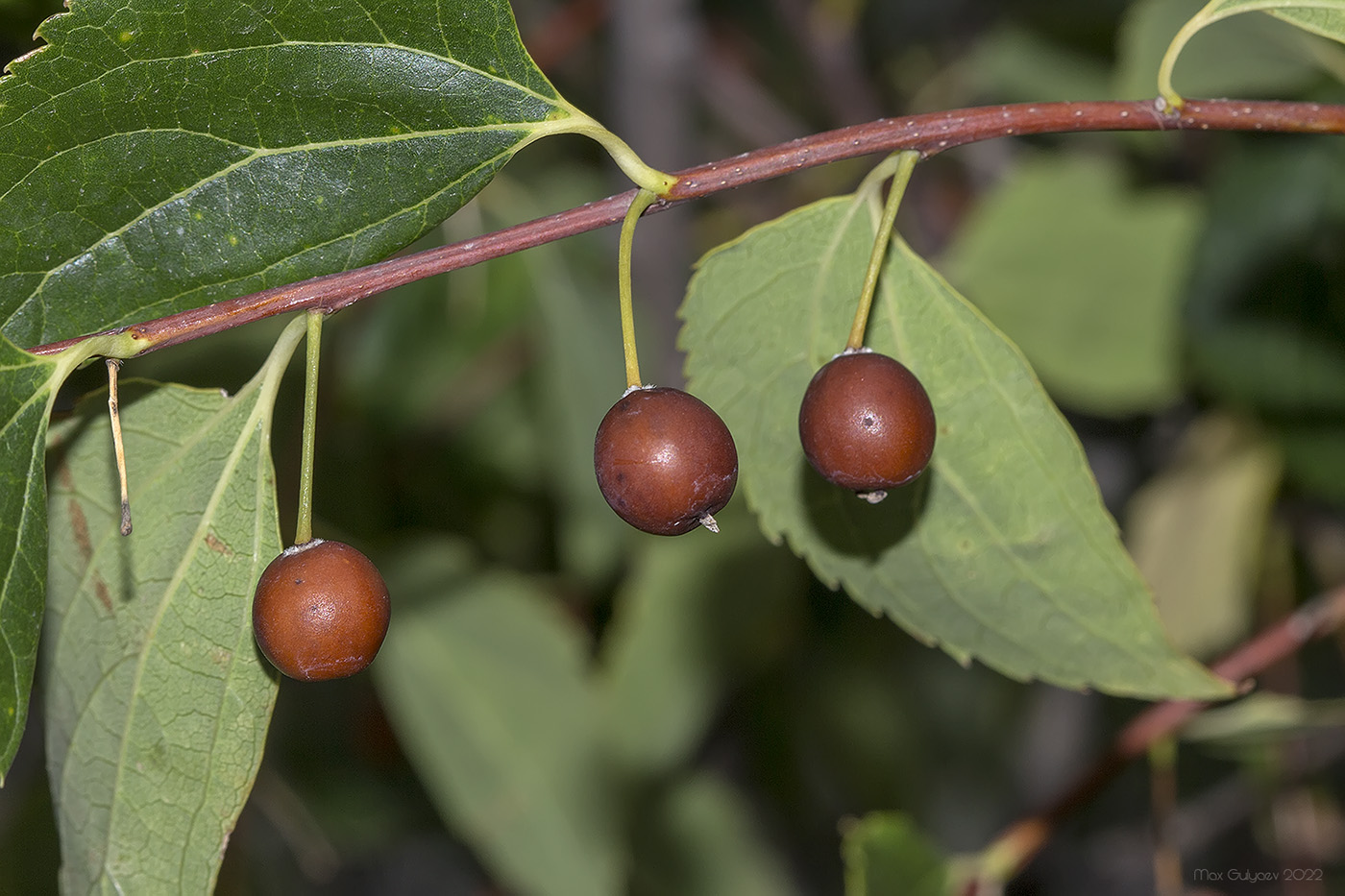 Киа цельтис фото Celtis glabrata - Image of an specimen - Plantarium