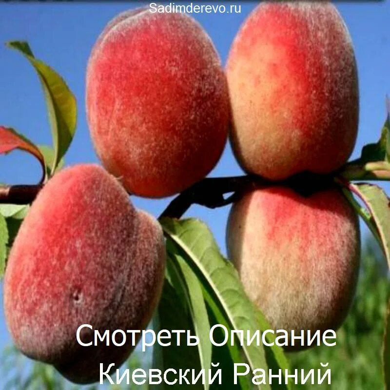 Киевский ранний персик отзывы фото Саженцы Персика в Волгограде Купить персик в питомнике