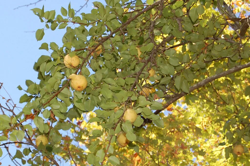 Киффер груша фото Kieffer Pears Dad bought the land where the trees stand in. Flickr