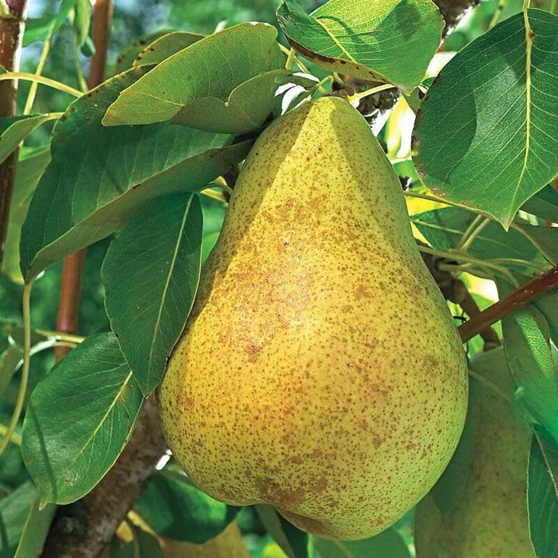 Киффер груша фото Buy Kieffer Pear Tree Plants & Trees Online Pixies Gardens Fruit trees, Pear, Tr