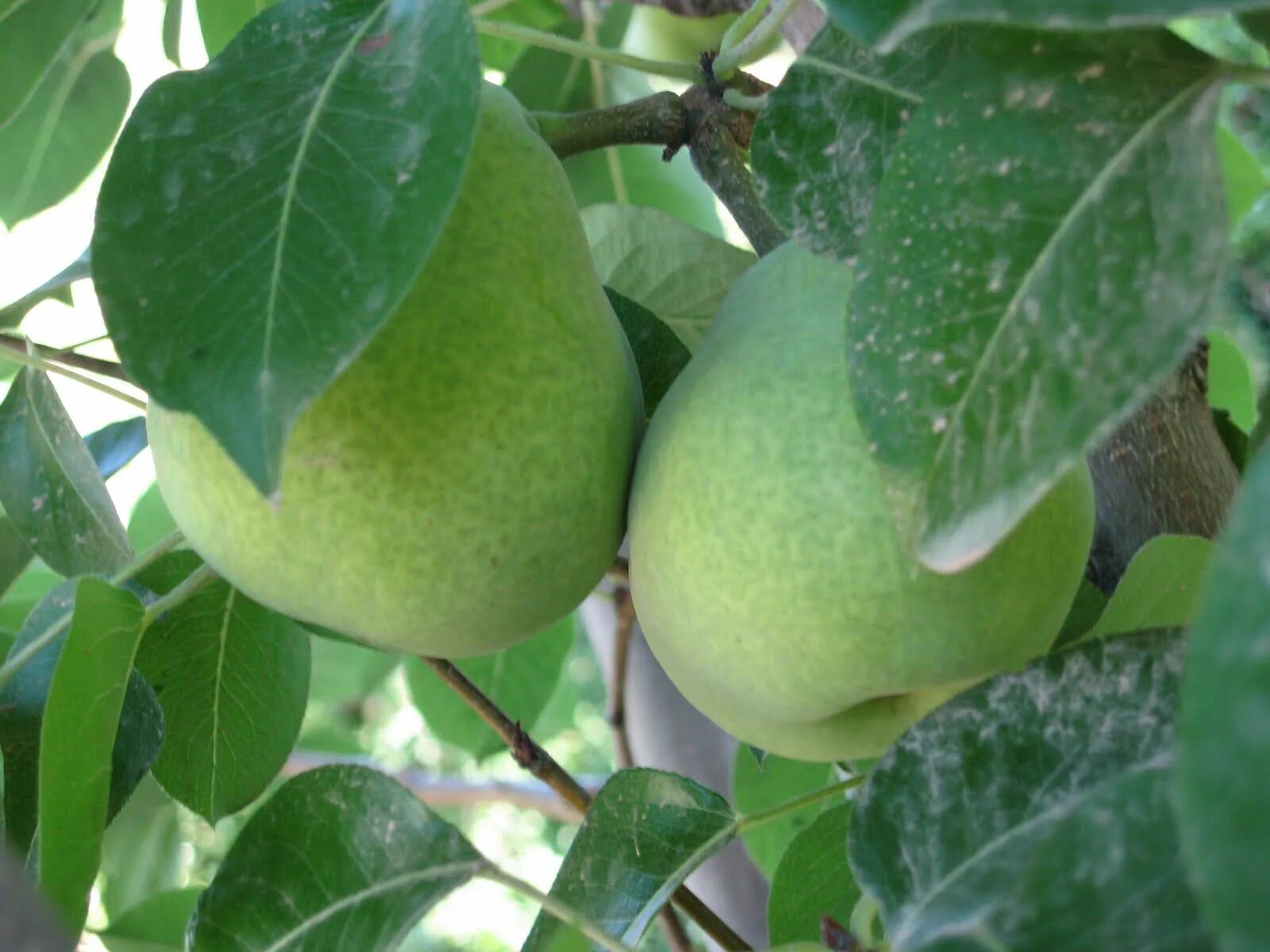 Киффер груша фото Tree farms, Peach trees, Pear trees