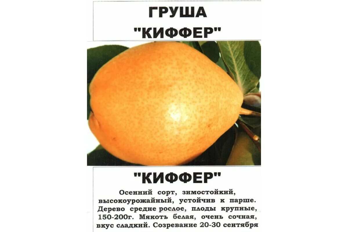 Киффер груша фото Груша Киффер