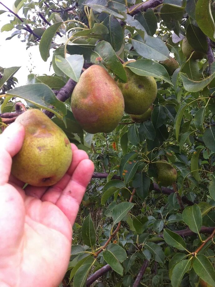 Киффер груша фото Kieffer Pear - Page 5 - General Fruit Growing - Growing Fruit