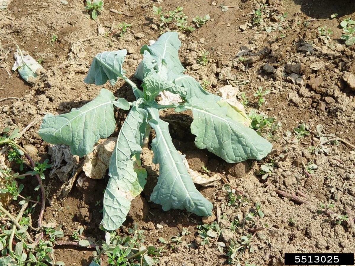 Кила капусты фото меры борьбы Growing Cabbage in the Home Garden Ohioline