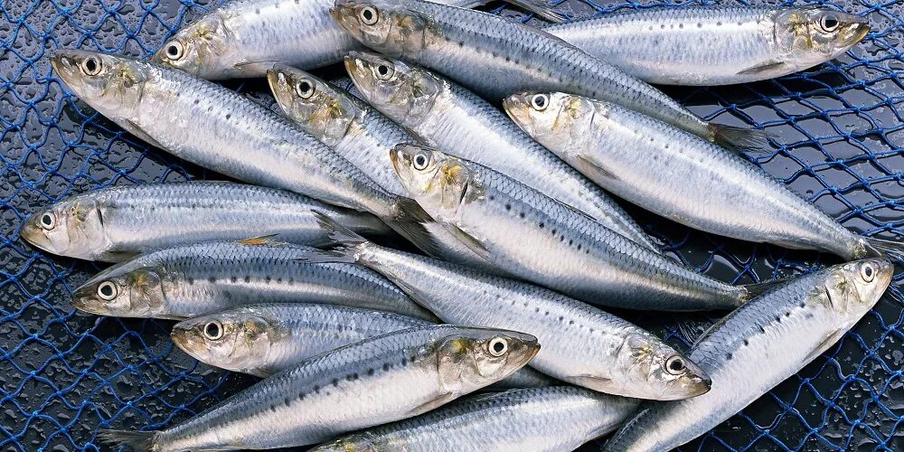 Килька фото рыбы National Sardines Day in 2024/2025 - When, Where, Why, How is Celebrated?