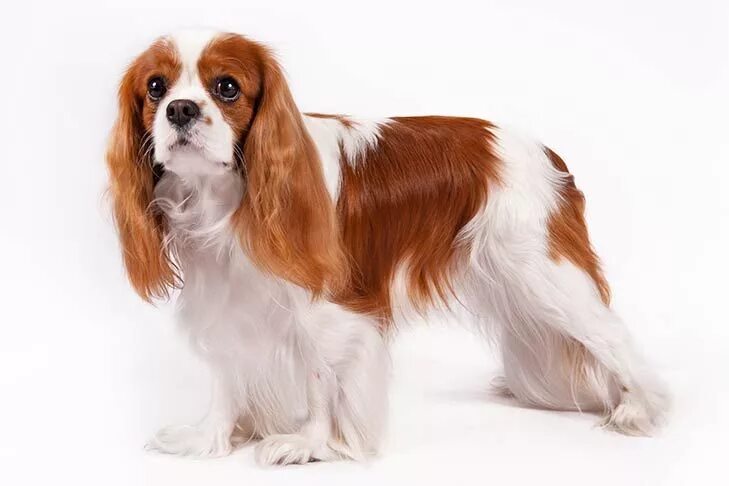 Кинг чарльз собака фото Cavalier King Charles Spaniel Dog Breed Information Cavalier king charles dog, K