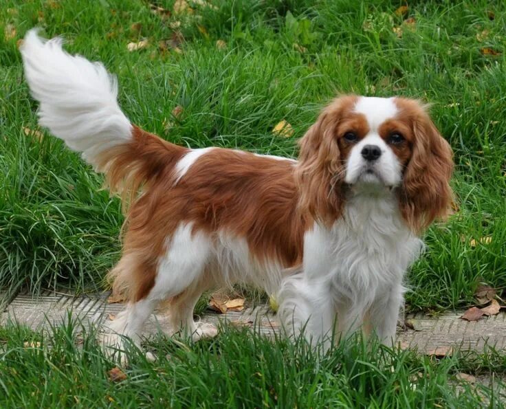 Кинг чарльз собака фото King charles cavalier spaniel puppy, Cavalier king charles dog, Cavalier king ch