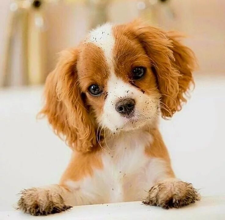 Кинг чарльз спаниель фото щенки Pin on King Charles Cavaliers Cute puppies, Cavalier king charles dog, Cute dogs