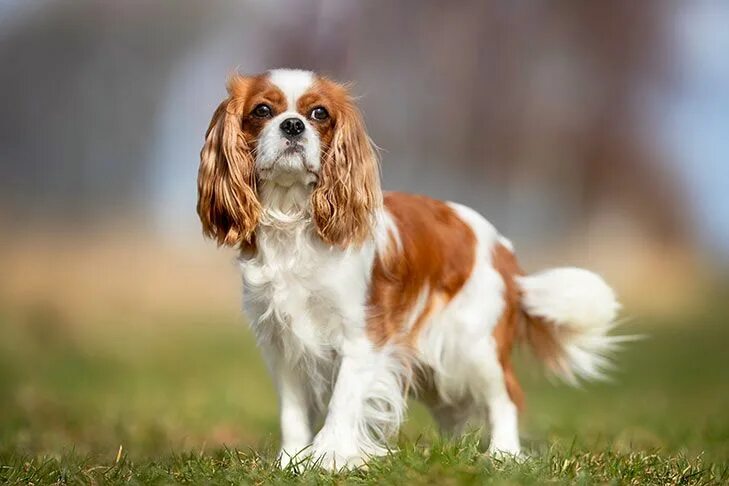 Кинг чарльз спаниель фото щенки Cavalier King Charles Spaniel Dog Breed Information Spaniel breeds, Dog breed se