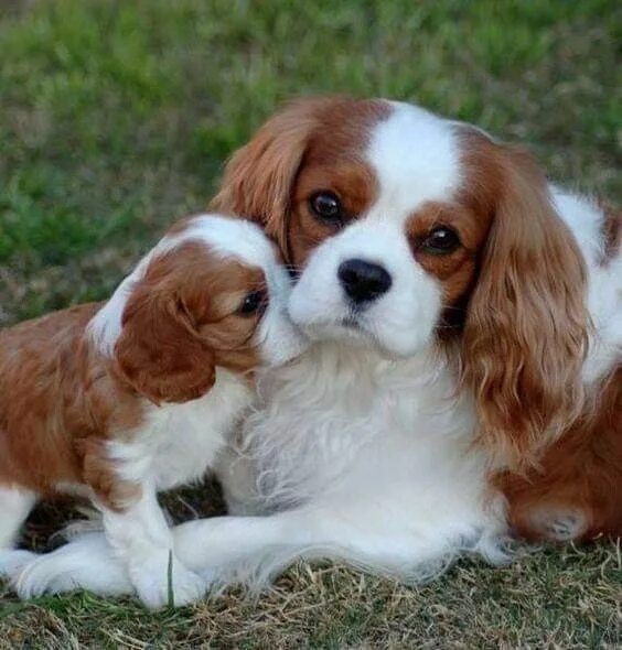 Кинг чарльз спаниель фото щенки Pin by Marília Souza on FILHOTES King charles cavalier spaniel puppy, Cavalier k