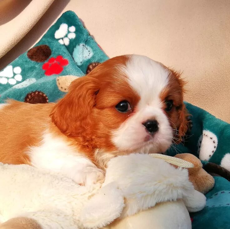 Кинг чарльз спаниель фото щенки Pippa, an exclusive little Cavalier King Charles Spaniel baby. King charles cava