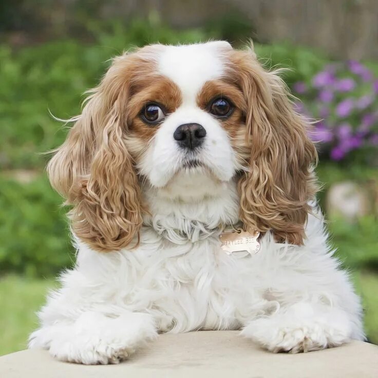 Кинги собаки фото Cavalier King Charles Spaniel by Leanne Newman #cavalier Cavalier king spaniel, 