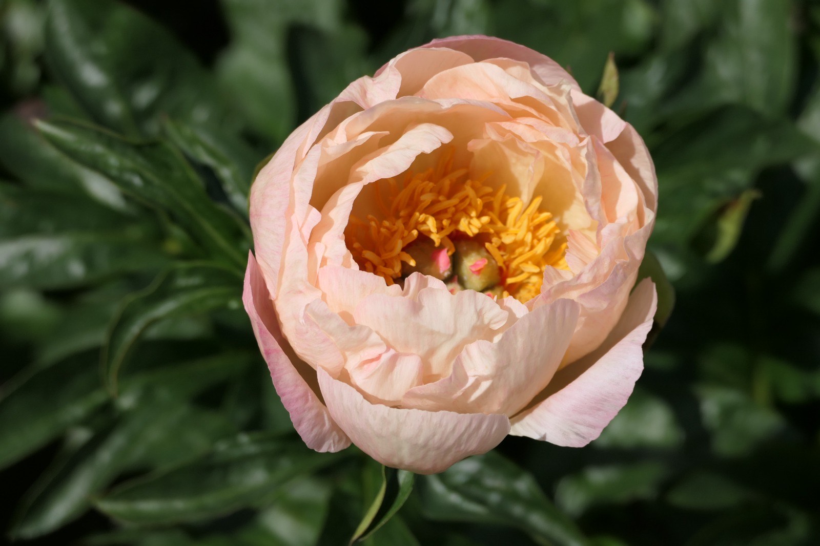 Кингс дэй пион фото King's Day peony Available all year round Free qoute