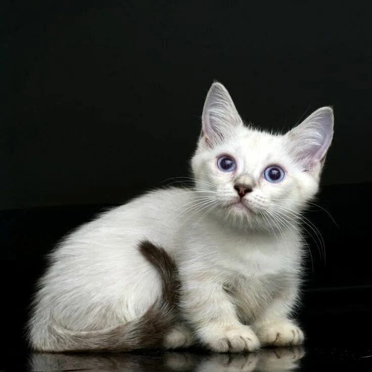 Кинкалоу кошка фото Pin on munchkin kittens for sale