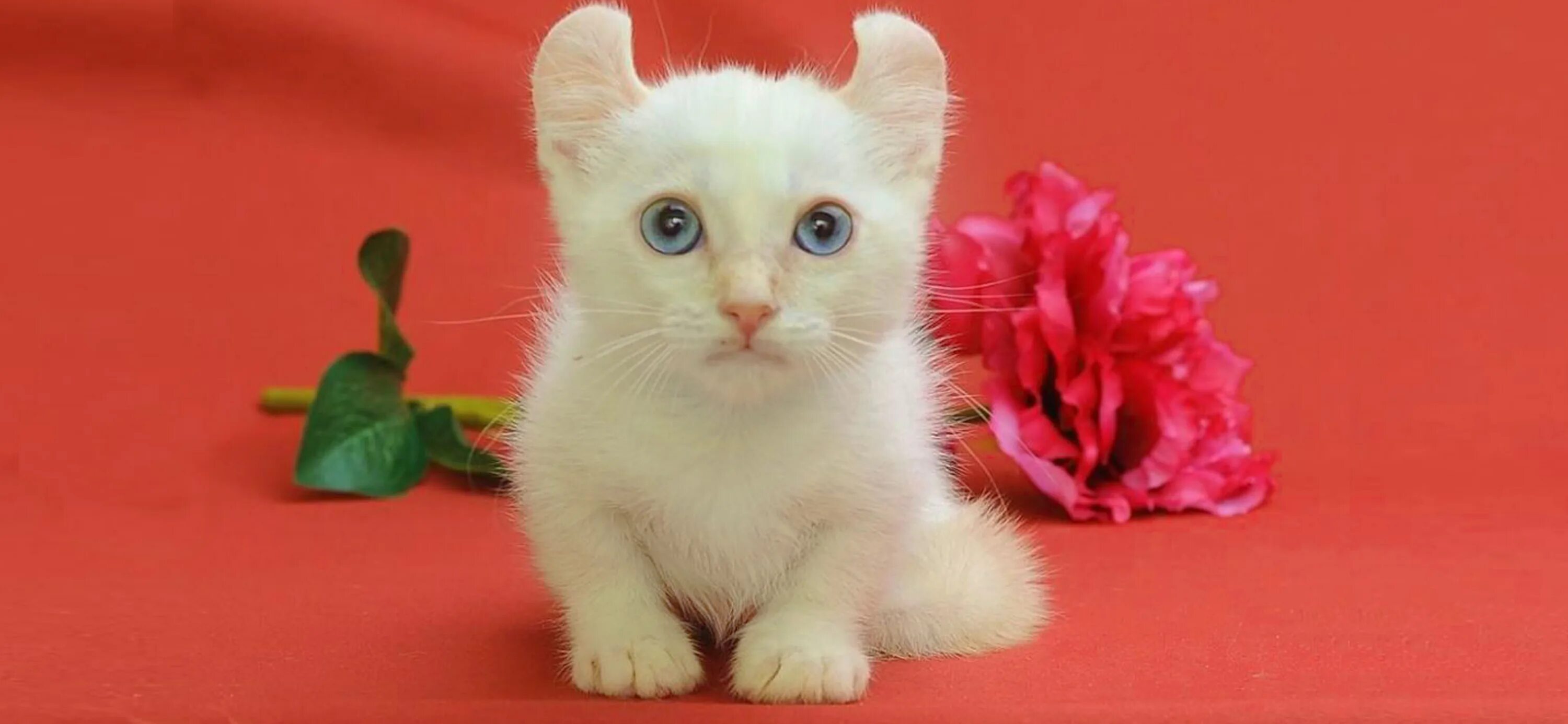 Кинкалоу кошка фото Самые маленькие породы кошек: 7 "вечных котят", которые живут рядом / Флора и фа