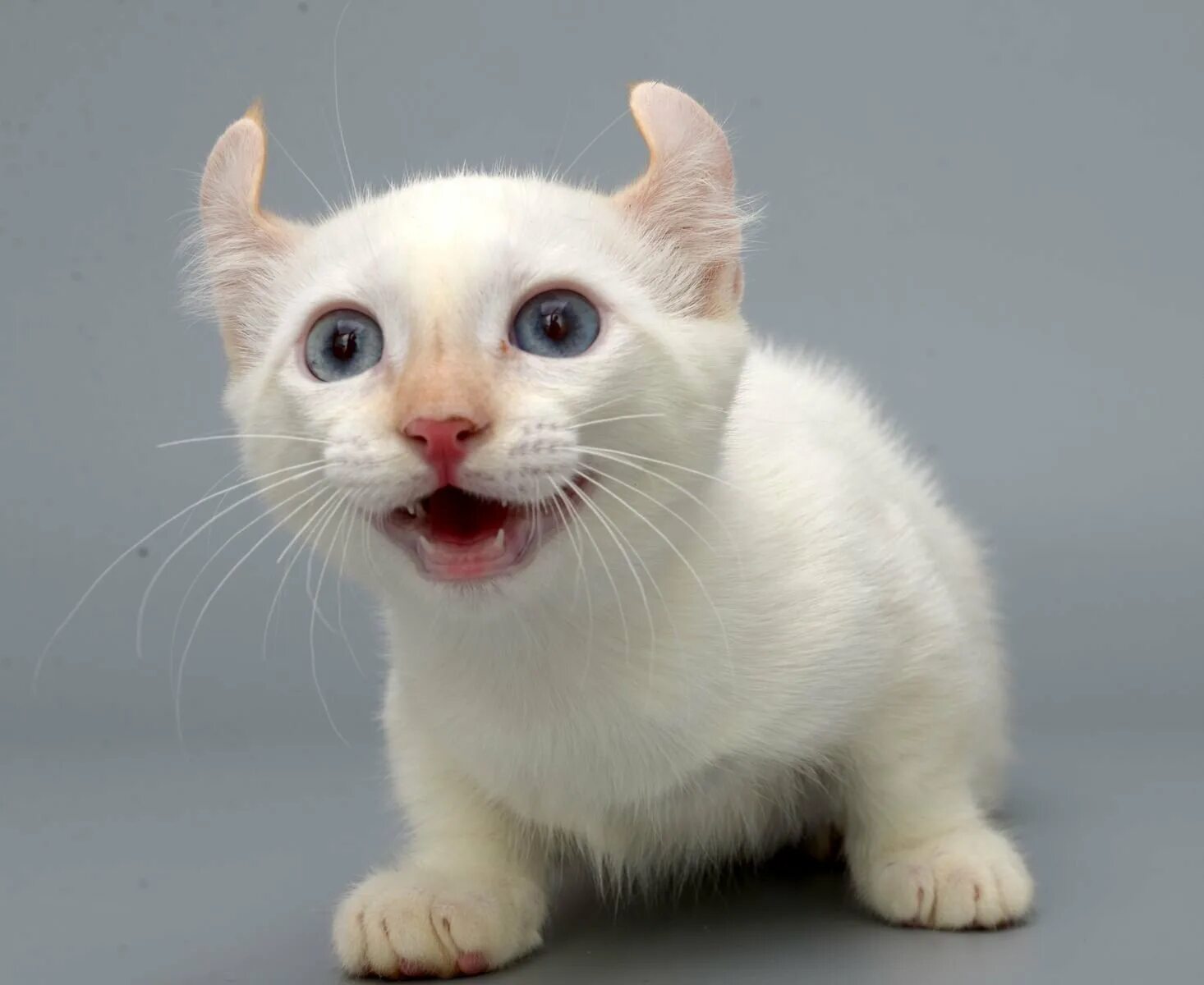 Кинкалоу кошка фото Кот похож на мышь: найдено 89 изображений